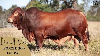 2025 Droughtmaster National Bull Sale - Lot 158 Burnett View Fonzie (PP)