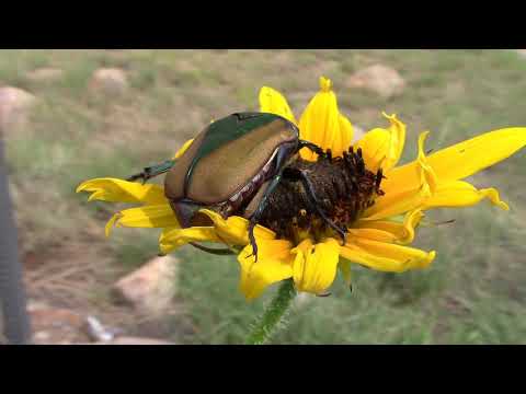 Figeater Beetle