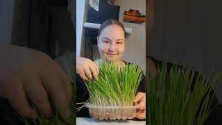 Вкусный завтрак у наших кур🥰 #куры #хозяйство