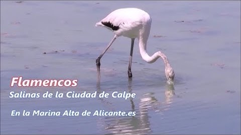 Las Salinas de Calpe y sus flamencos. Alicante.es