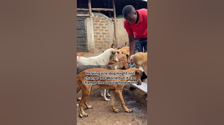 #adoptstrays #petowner #dog #rescue #adoptionrocks #dogowner #animals #adopteddog #cat #rescuedog