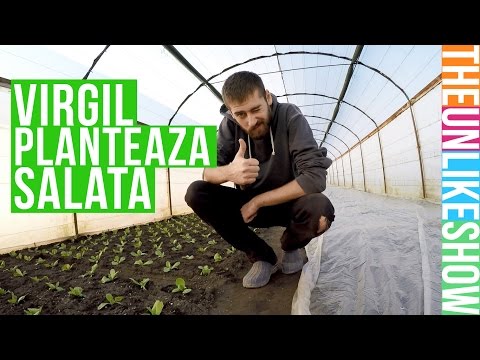 Video: Cum Să Vă Proiectați Salata
