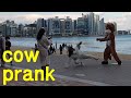 Cow Prank "MAY,5 a special video" in south Korea(송아지)