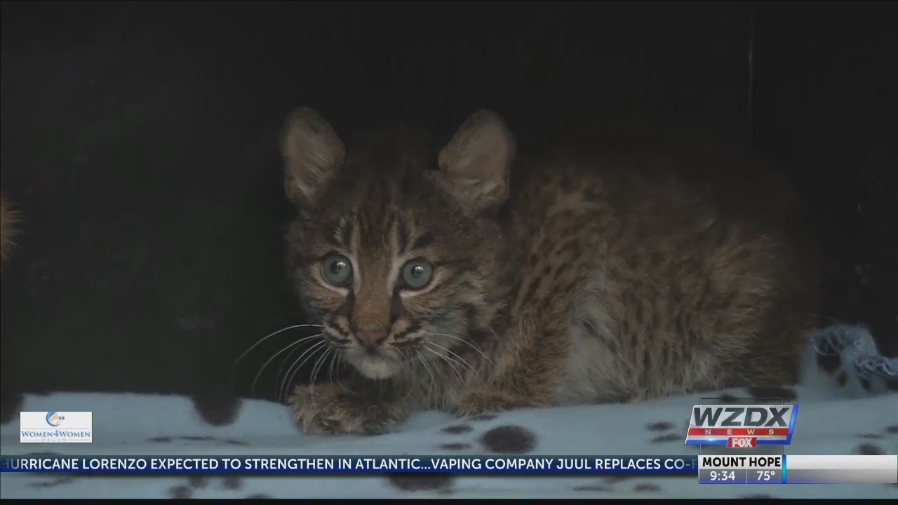 Woman rescues bobcat thinking it was a kitty YouTube