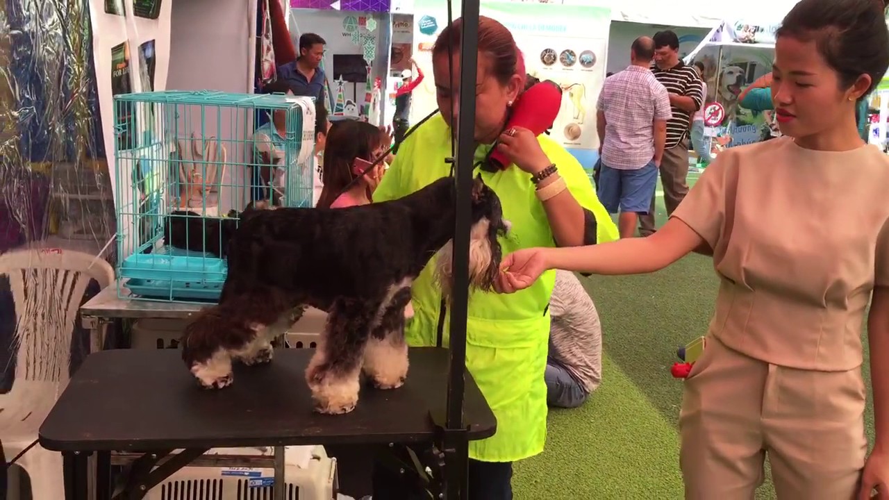 dịch vụ cắt tỉa lông chó tphcm Update New Dịch Vụ Cắt Lông Chó Tp.hcm - Cosa Grooming
