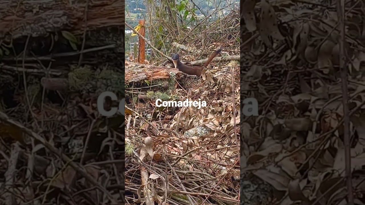 Comadreja