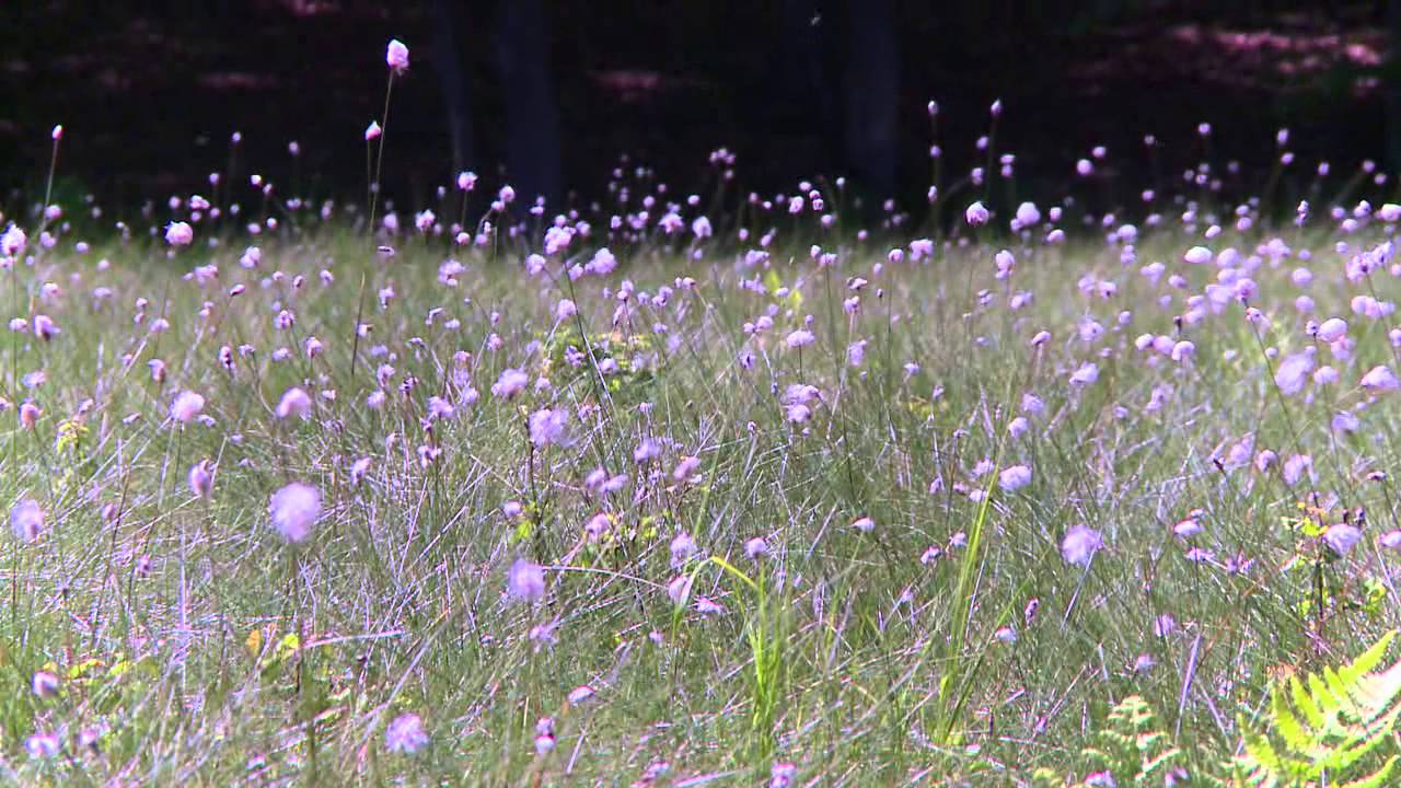 Graal-Müritz im Frühling