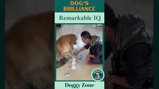 Dog's Brilliance | Remarkable IQ | Dog Breeds | Dog Lovers