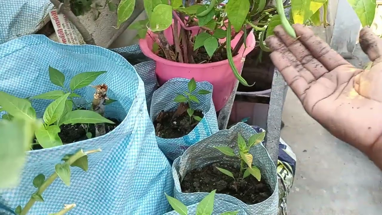 চলুন গরমকালে আমার ছাদ বাগানে কি কি গাছ লাগালাম দেখুন।