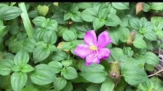 Siam  -brasserie-