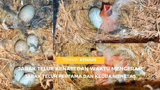 Cara Menghitung Lama Kenari Mengeram Dan Jarak Telur Pertama Dan Kedua Menetas
