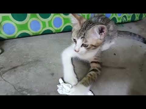 It’s play Time Families Cats lover