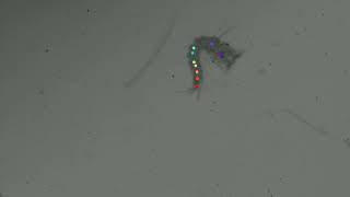 Mosquito Larvae DeepLabCut Poor Tracking