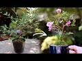 2bonsai diary  414 cherry blossoms diy  gardening eos r5