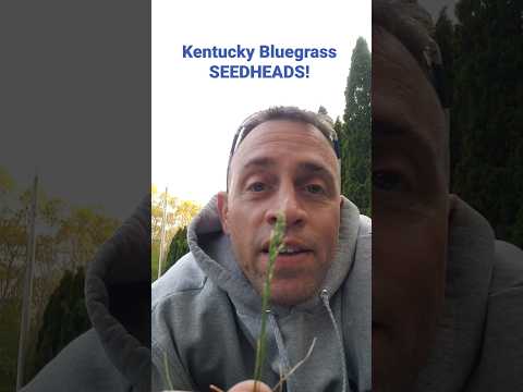 Video: Hvad er hybrid blågræsfrø: Tips til plantning af hybrid blågræs
