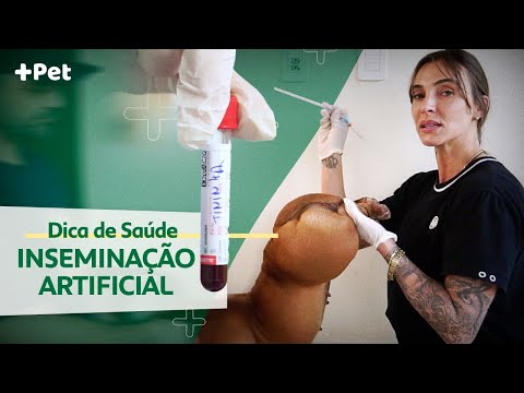 Vídeo: Por que você inseminaria artificialmente um cachorro?