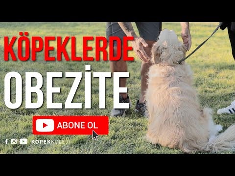 Video: Bir Ekran Kapısını Yok Etmekten Köpeği Önlemek