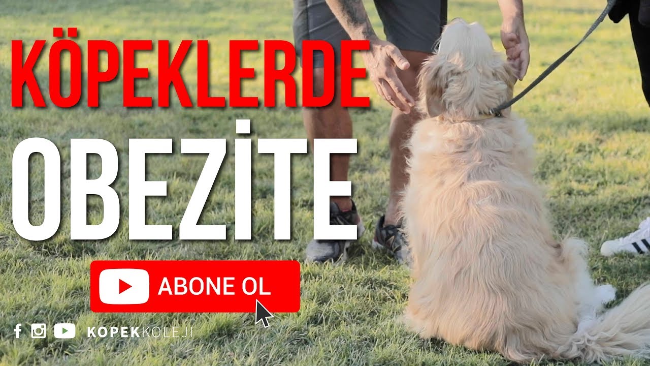 Köpeklerde Obezite
