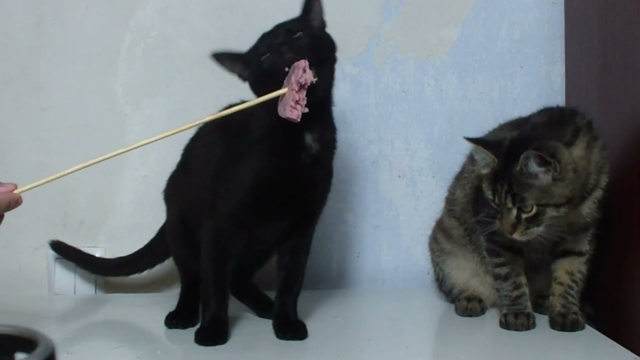 My pet asmr two cats eating sausage funny cats YouTube