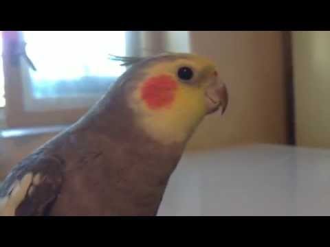 Video: Ako Naučiť Papagája Lietať