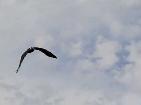 Harris's Hawk in flight - using high speed video - YouTube