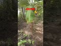 Kulithalai