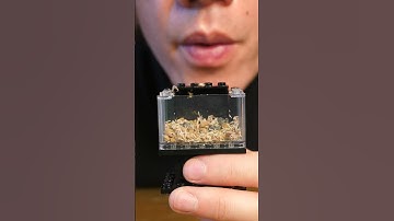 I made a real terrarium out of lego