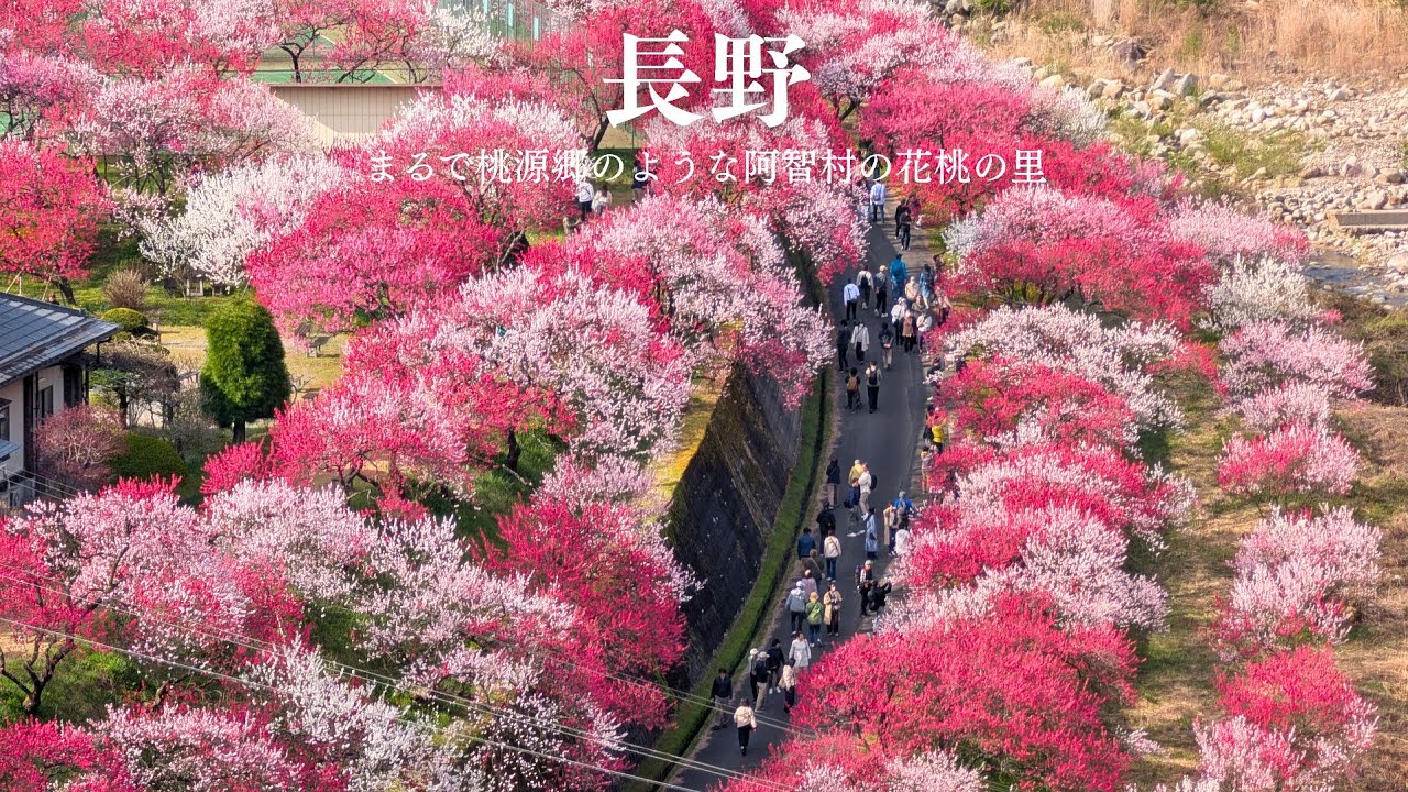 Nagano] A day of walking through a peach blossom paradise | A trip