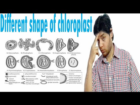chloroplast, their discovery and different shapes in cell: Cell