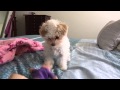 Sadie The Teacup Poodle playing on a Sunday morning