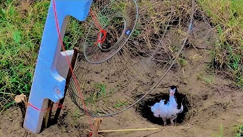 Easy Underground Pigeon Trap Using Paper And electric fan_ How To Make Bird Trap