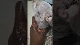 Collier County Sheriff's Office Animal Control Deputy #PorchToPawsh #PiggyAndPeanut