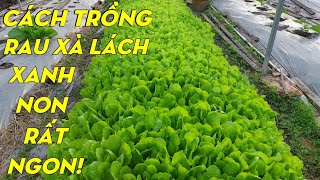 Cách trồng cải xà lách xanh non mau lớn | Phan Đức #181