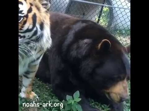 rescue dogs rock nyc BLT love!