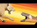 Sabertooth vs raptor who would win