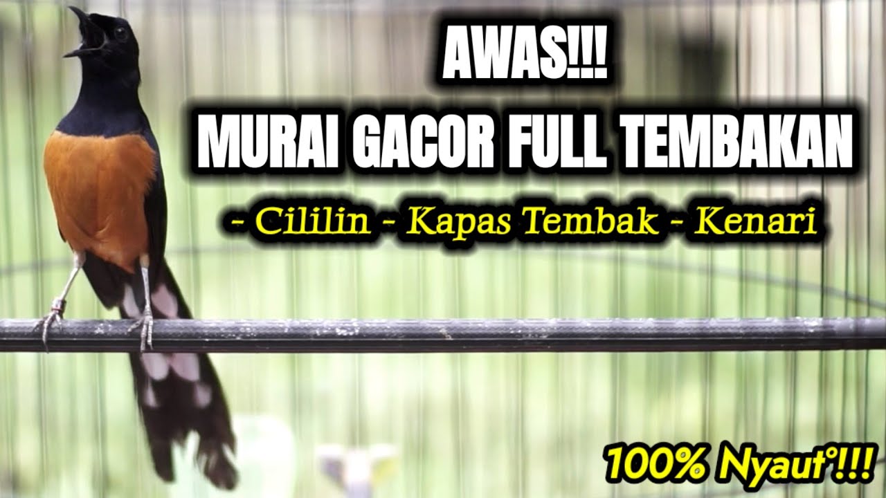 PANCINGAN MURAI BATU NEMBAK CILILIN KENARI KAPAS TEMBAK SEKETIKA BIKIN NYAUT
