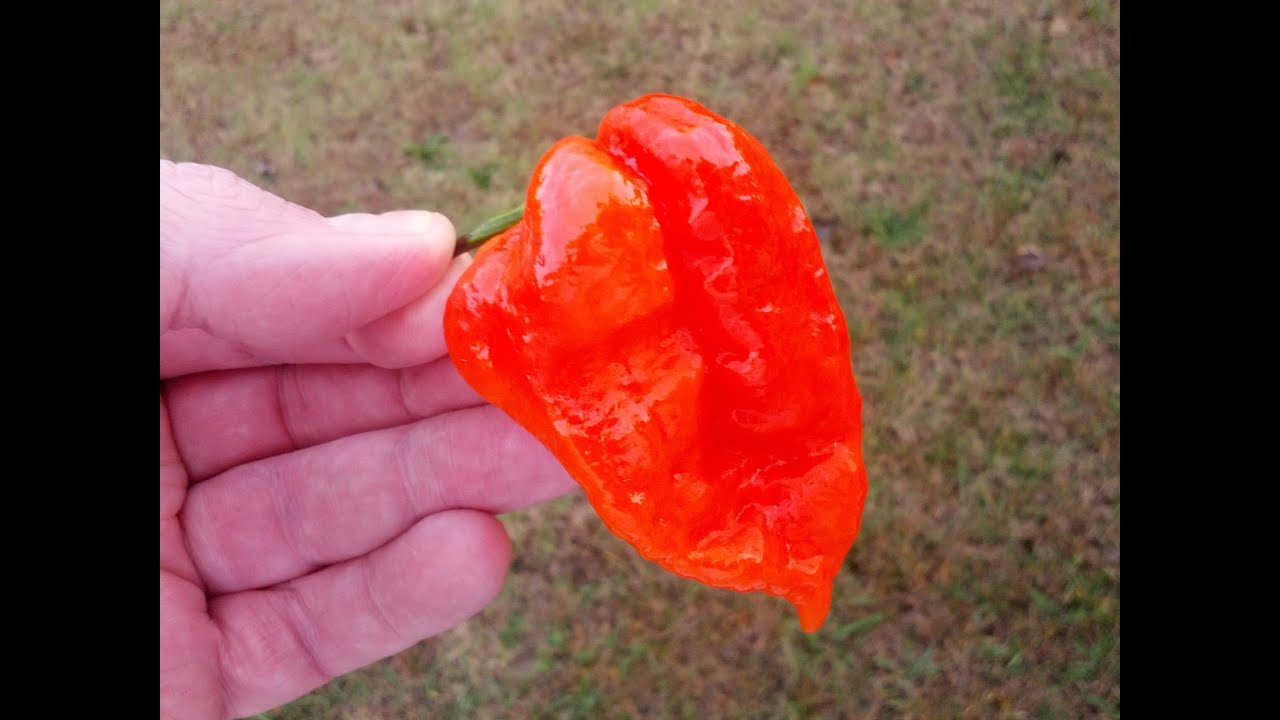 "Ed's Naga" Pod Review for Ed Currie PuckerButt Pepper Company YouTube