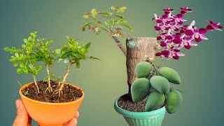 Multi Variety flower and Fruits On One Plant