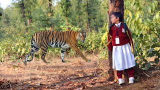 tiger attack man in the forest | tiger attack in jungle, royal bengal tiger attack