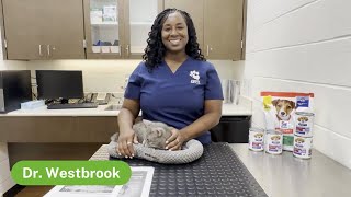 Pet Pawcast: Adopting a Senior Pet
