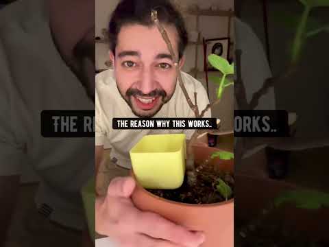 Video: Boston Ivy Seeds pflanzen - Boston Ivy Seeds für den Anbau ernten