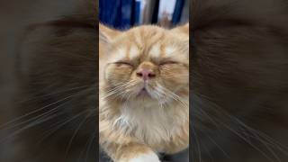 Sleeping beauty Cherry😻innocent #cat #shorts #youtubeshorts #viral #trending #best #love #pets
