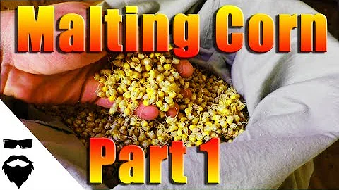 HOW TO MALT CORN FOR MOONSHINE & BEER - EASY! Part 1