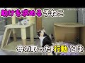 子ねこのピンチに母親の取った行動とは？