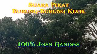 Suara Pikat Burung-Burung Kecil| 100% Joss Gandos