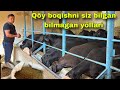 Qõy boqishda õzgacha yondashuv 