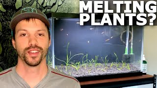 Why New Aquarium Plants Melt | Planted Aquarium Tips