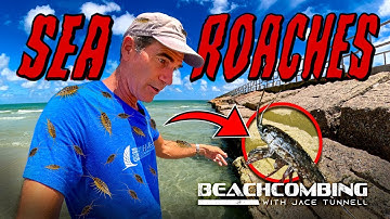 Beachcombing - Sea Roaches CRAWLING Everywhere!