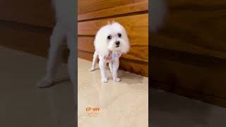 Toddler Picks Up Her Pup From The Groomer Excitement Overload