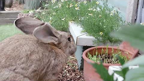 Behaviourist Advice | How To Give Rabbits the Happy Life They Deserve